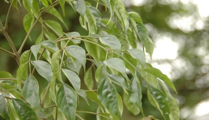 China doll tree