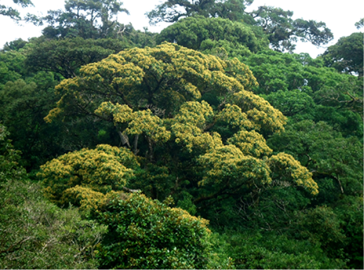 Plantsnap Identify Plants, Trees, Mushrooms With An App