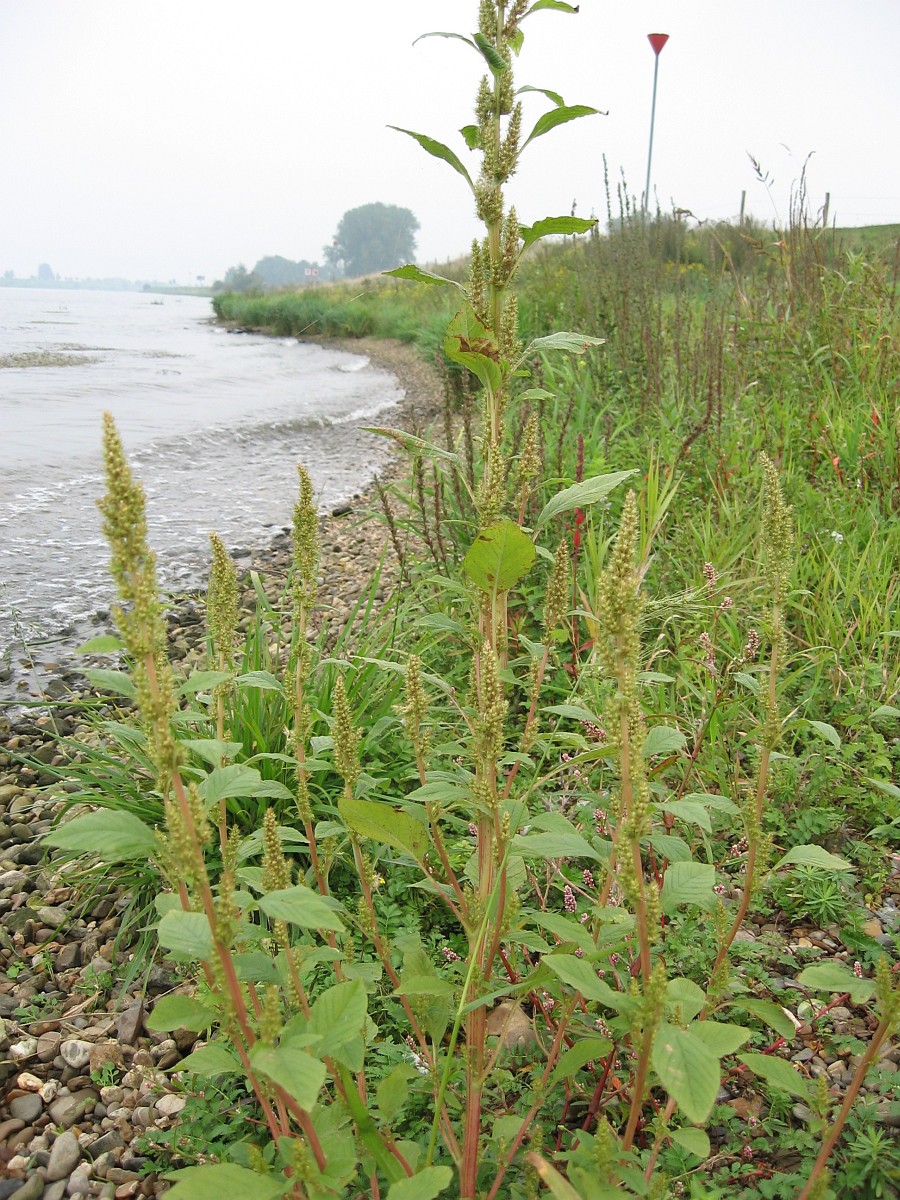 Bouchon’s amaranth