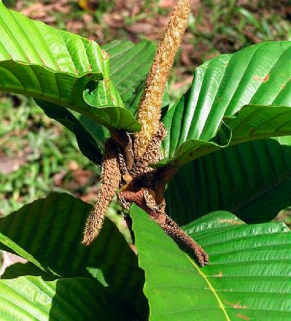 Plantsnap Identify Plants, Trees, Mushrooms With An App