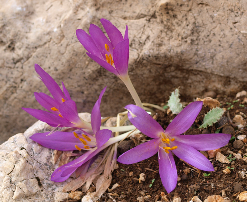Boissier's autumn crocus