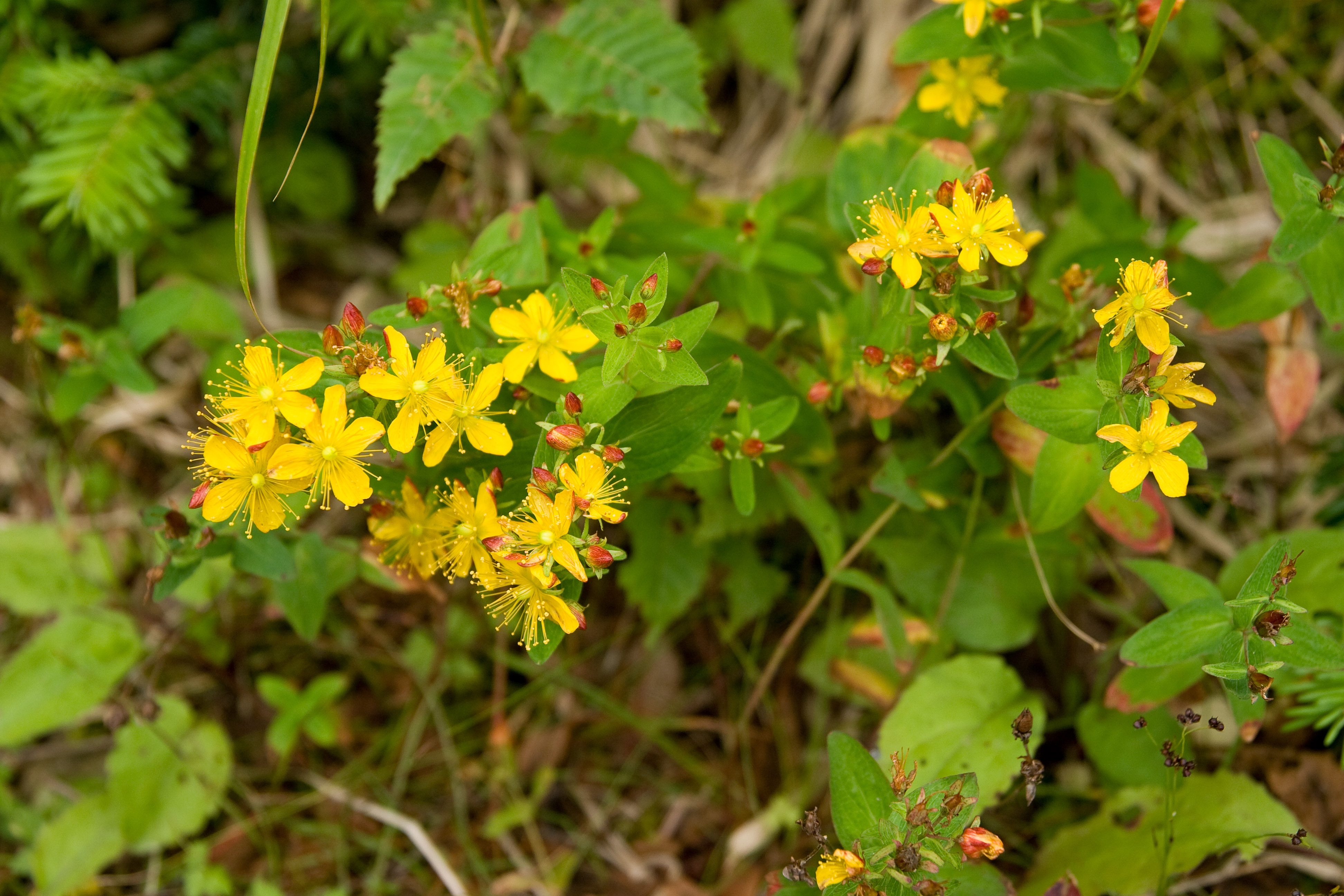 Kamchatka st. john's-wort