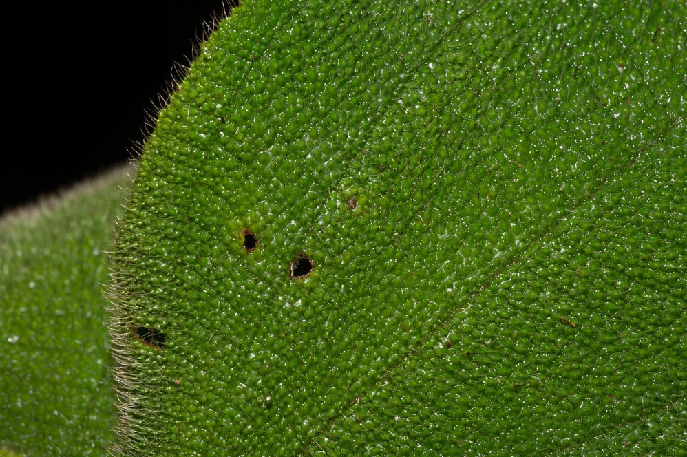 Soapbush