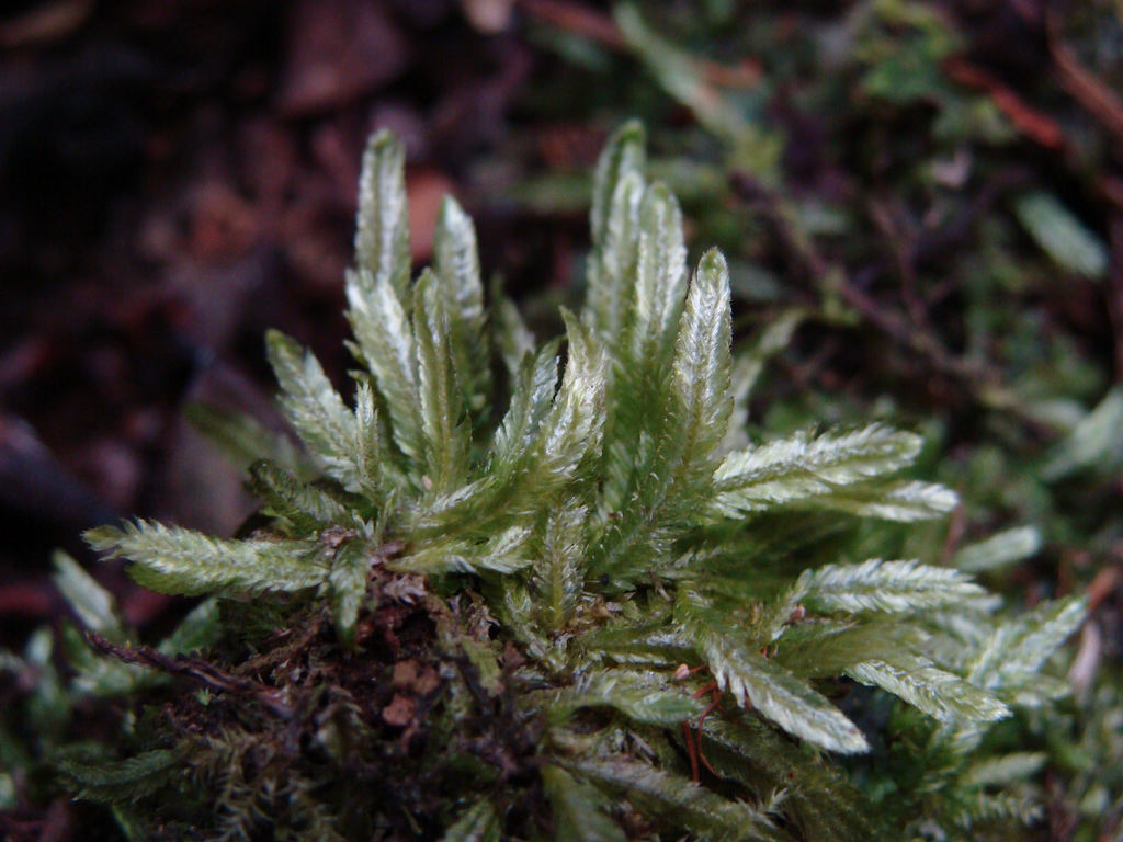 Shining moss