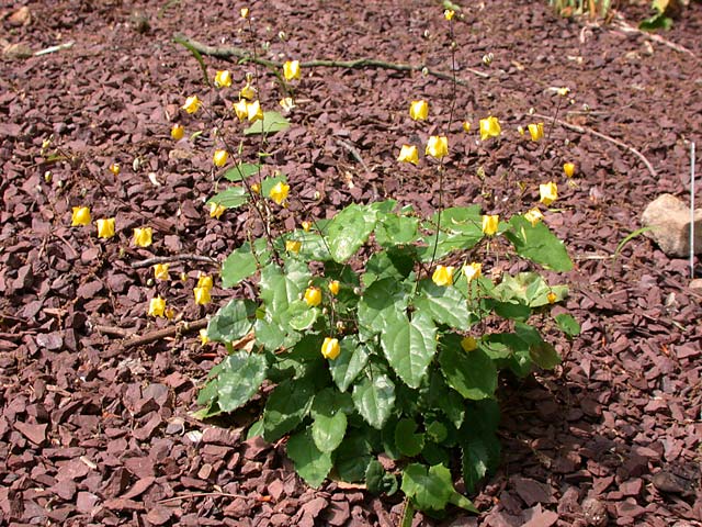 Barrenwort