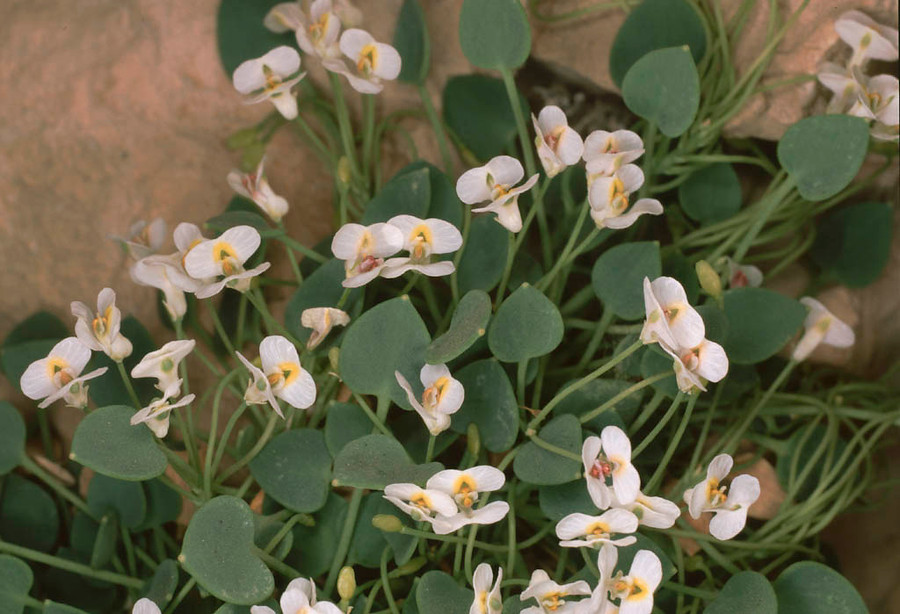 How to care for Baetic fringed rue - Complete Plant Care Guide ...