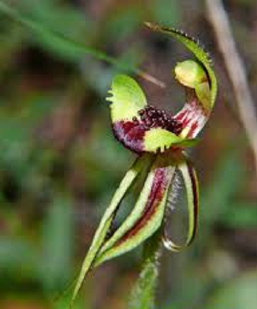 Trim green-comb spider-orchid