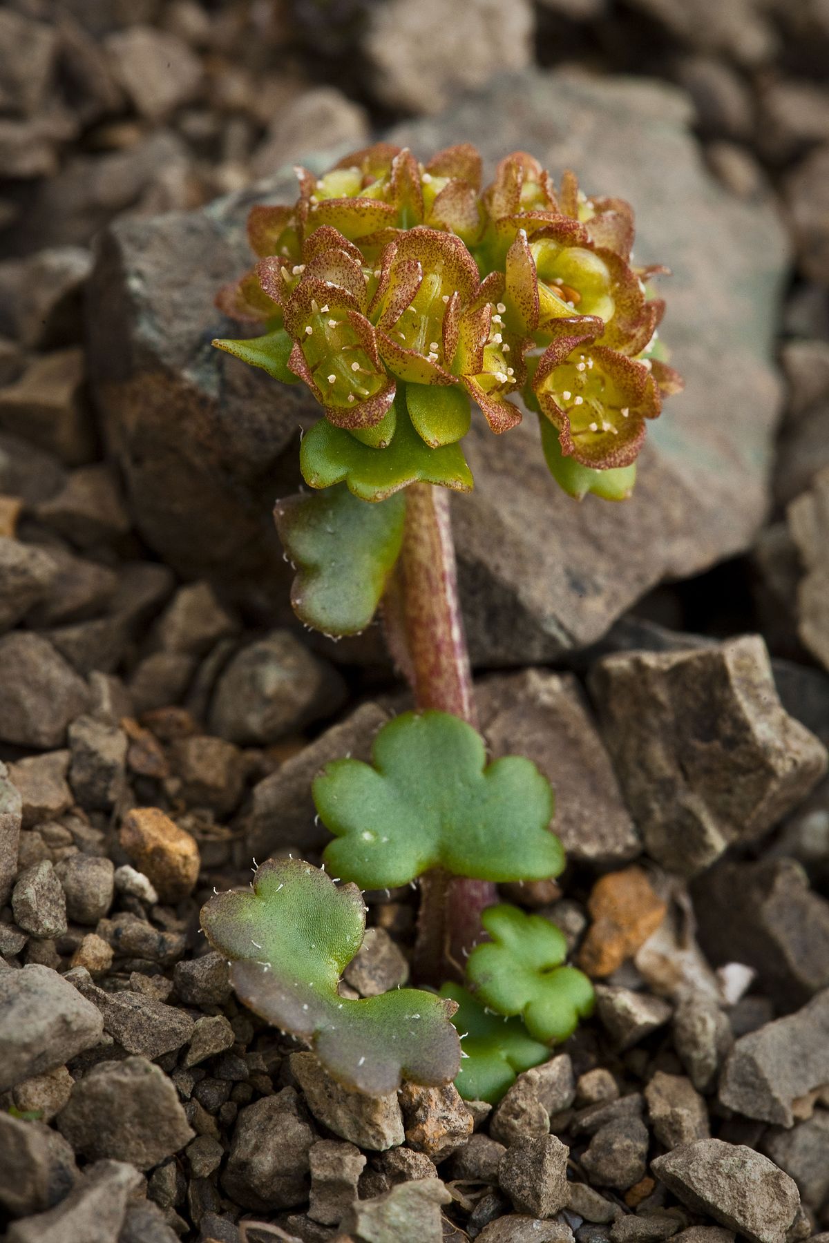 Wright's golden-saxifrage