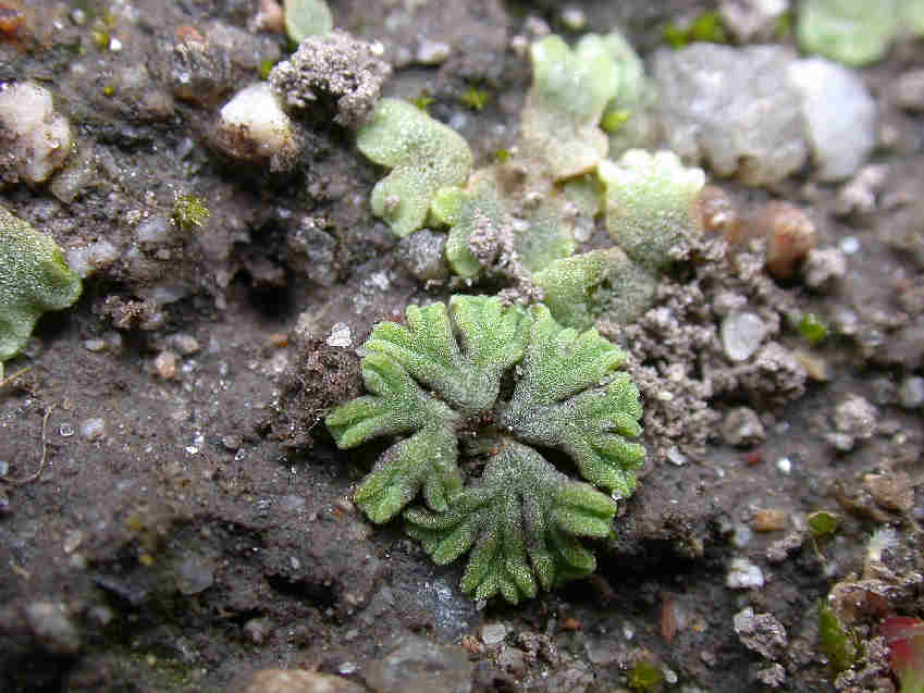Water starwort