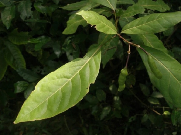 Wild caper