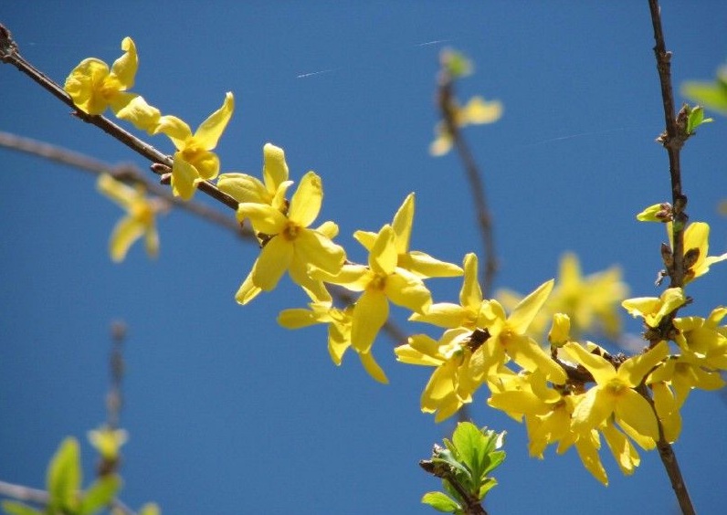 European forsythia
