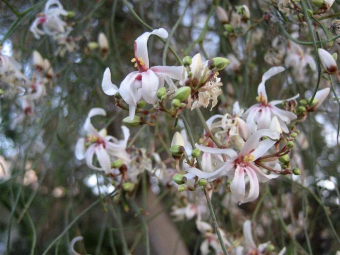 Ben oil tree