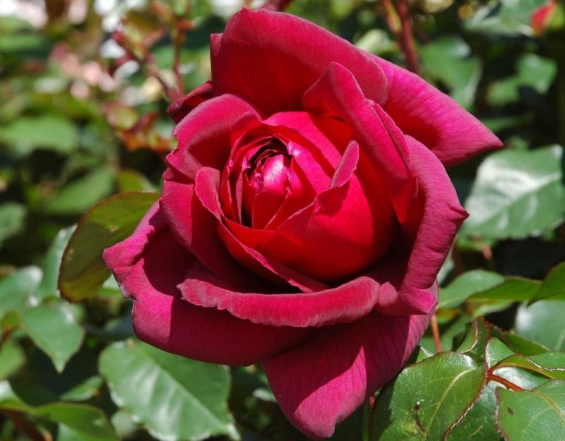Hybrid tea rose