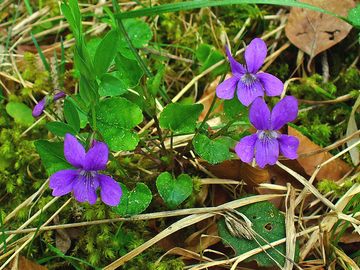 Western northern bog violet