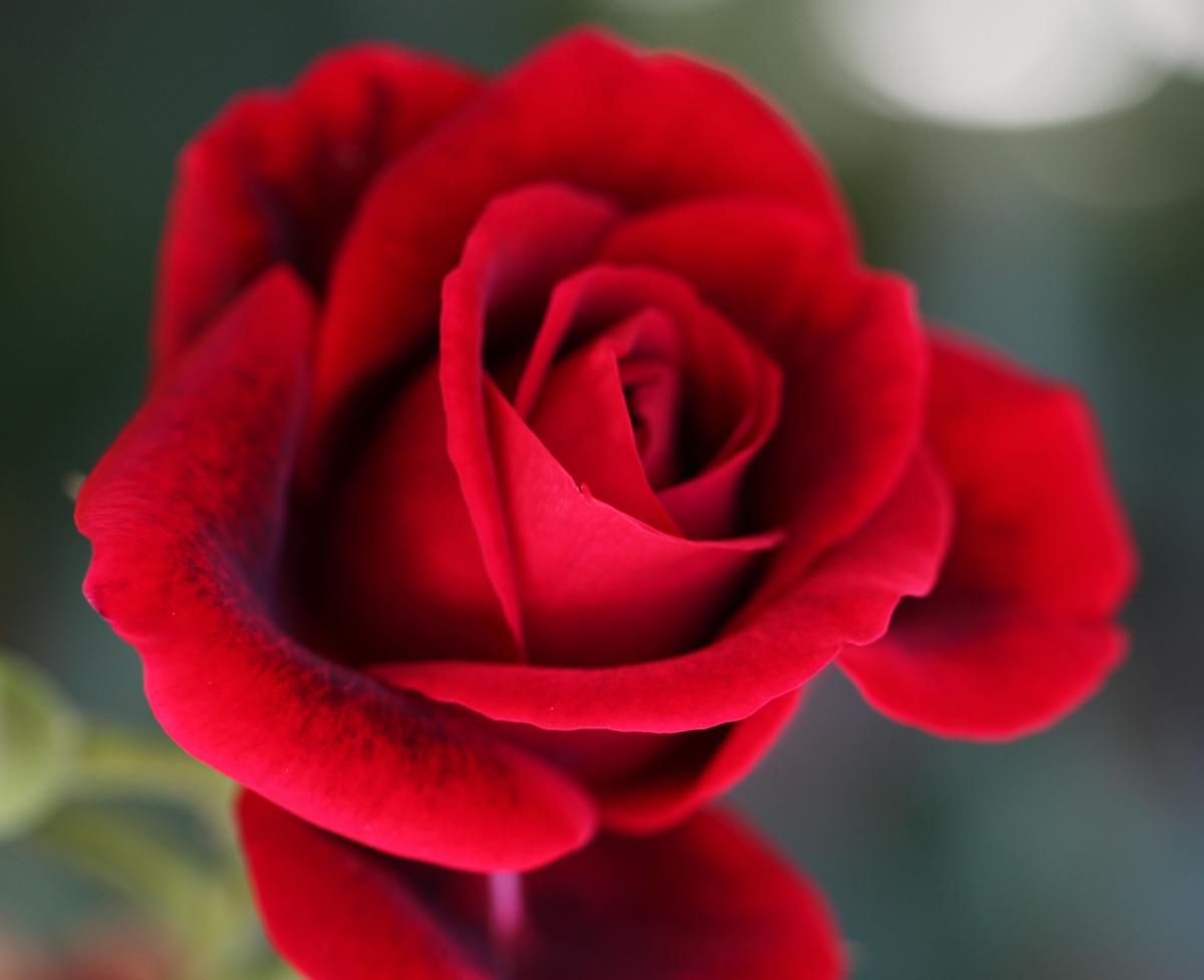 Indian rose