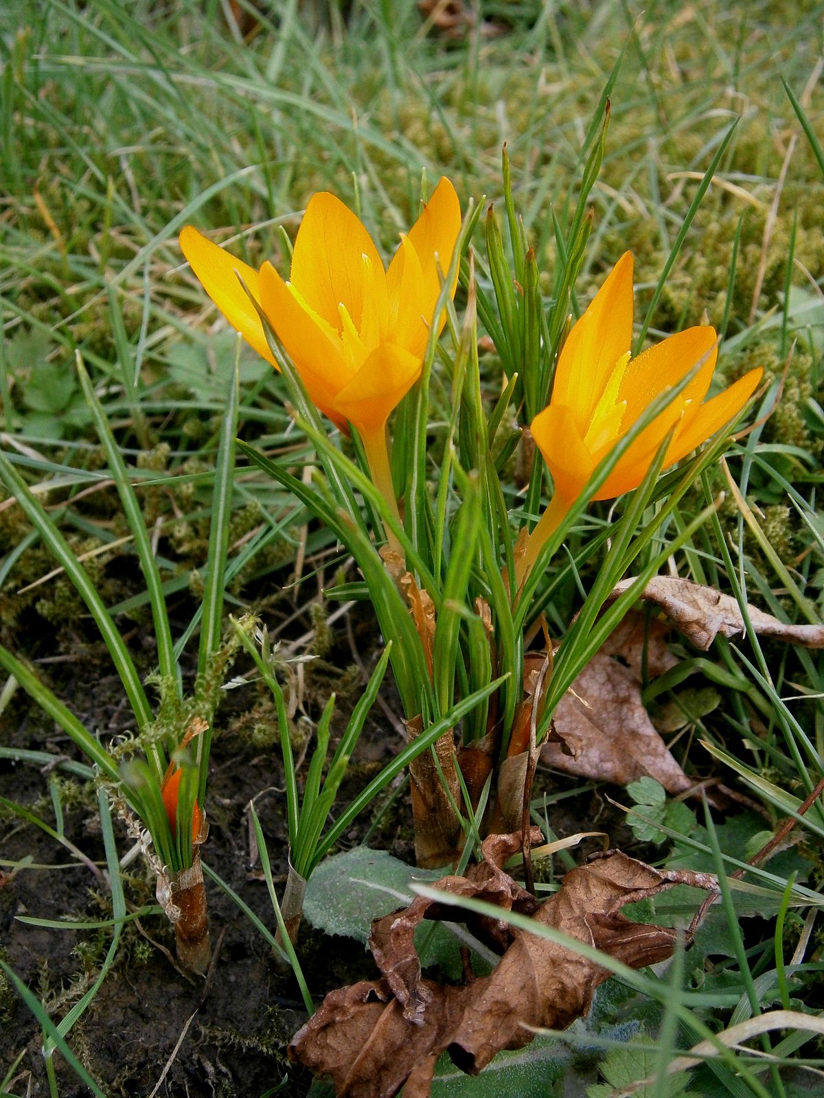Dutch crocus