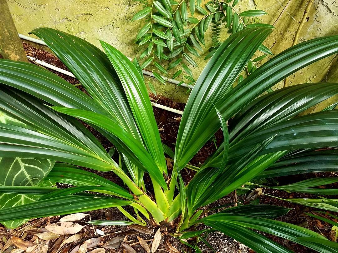 Cylindrical chorigyne (Chorigyne cylindrica) - Plant photograph
