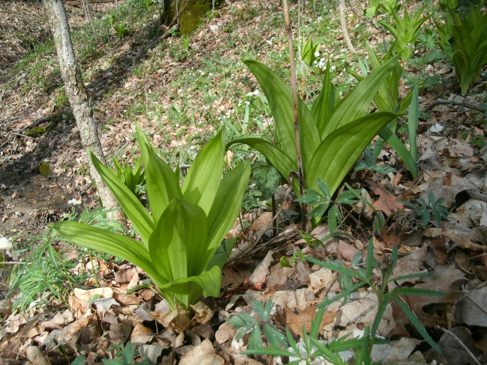 White false hellebore - Plantsnap - Identify Plants, Trees, Mushrooms ...