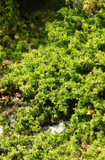 Creeping feather moss