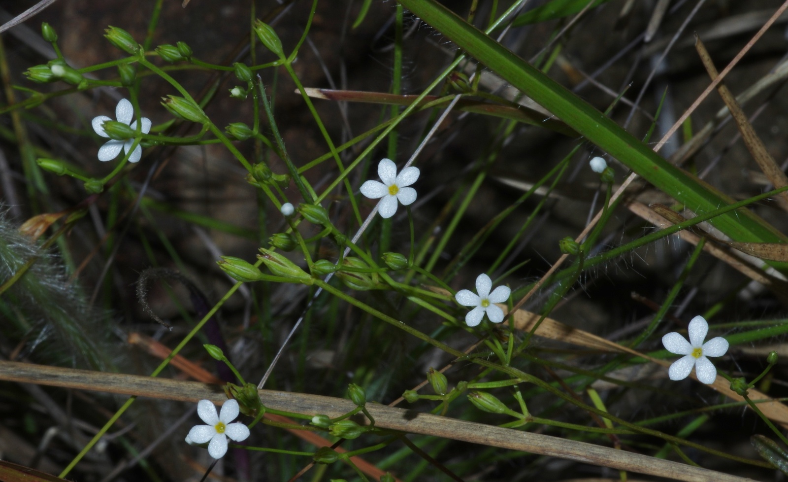How to care for Curtia - Complete Plant Care Guide | PlantSnap ...