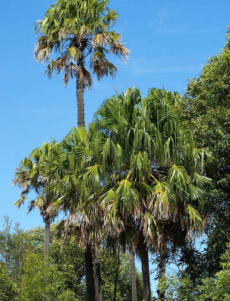 Cabbage tree palm