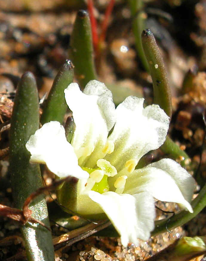 Alpine marshwort