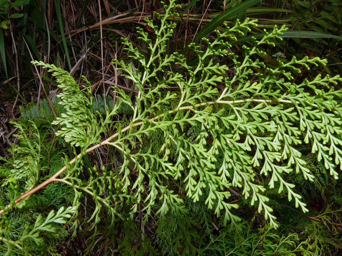 Chinese bristle fern (Odontosoria chinensis) - Image 1 of 10