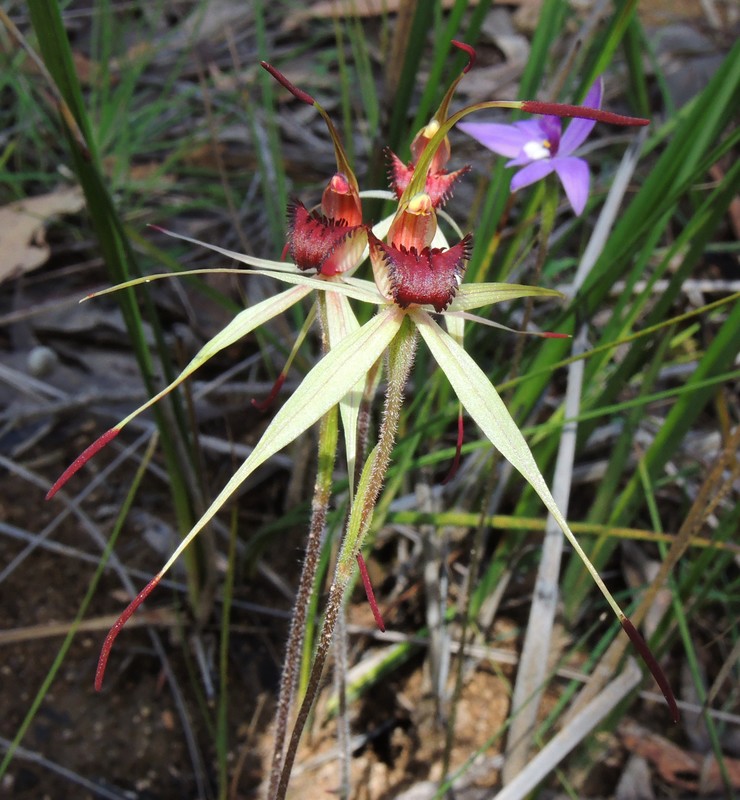 Short spider orchid