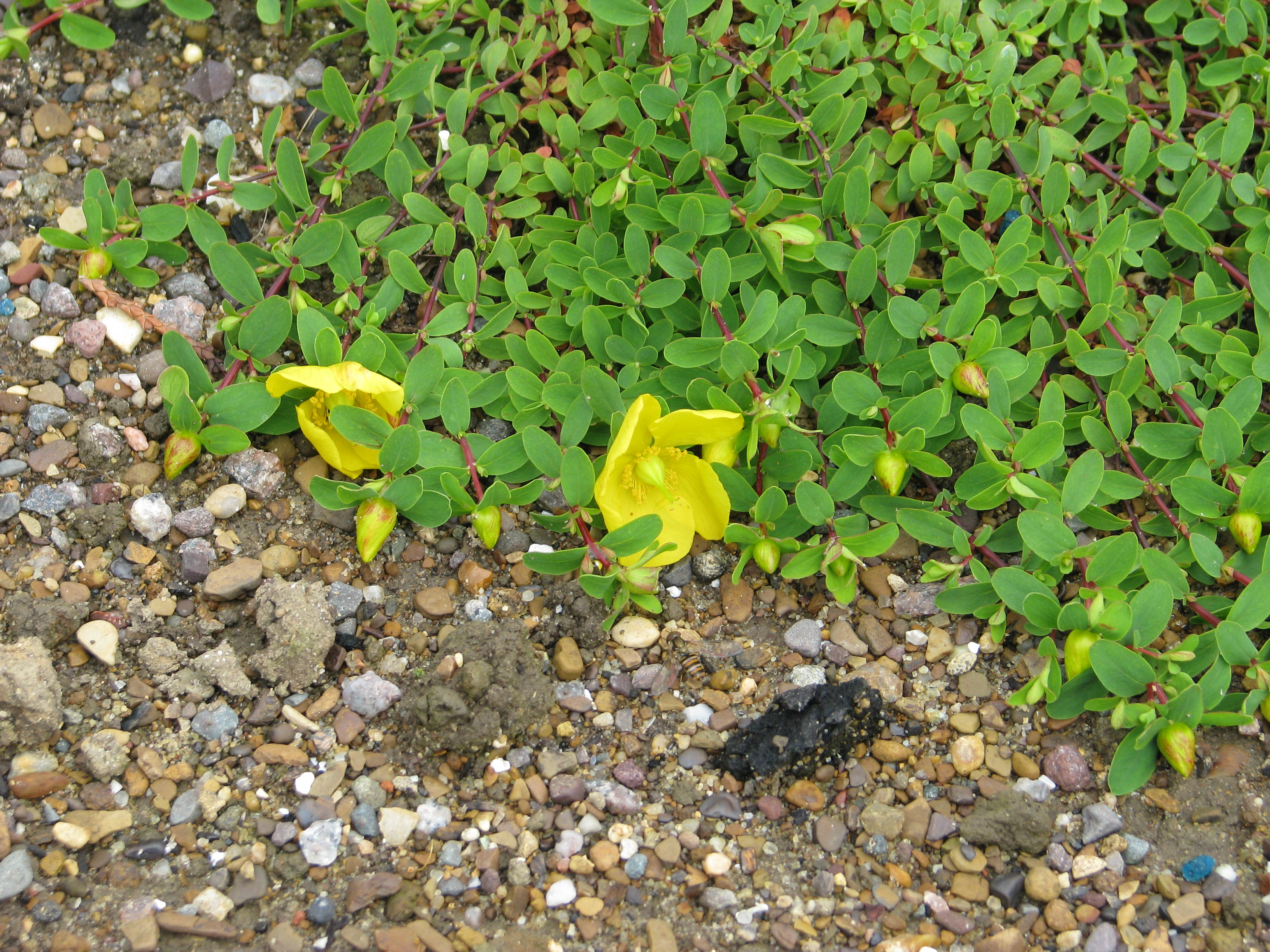 Trailing st. john's wort