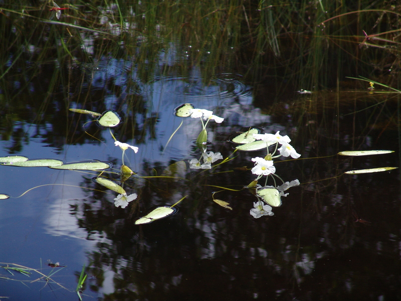 Yellow floating heart