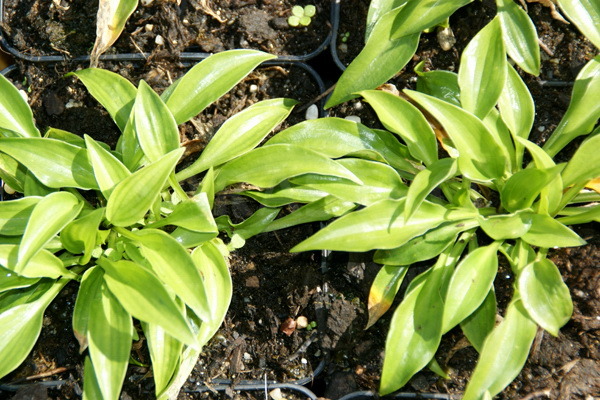 Hosta