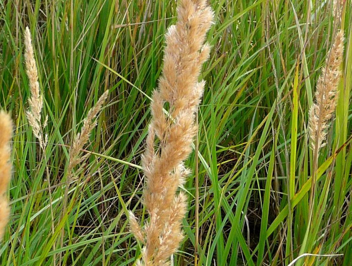 Wood small-reed
