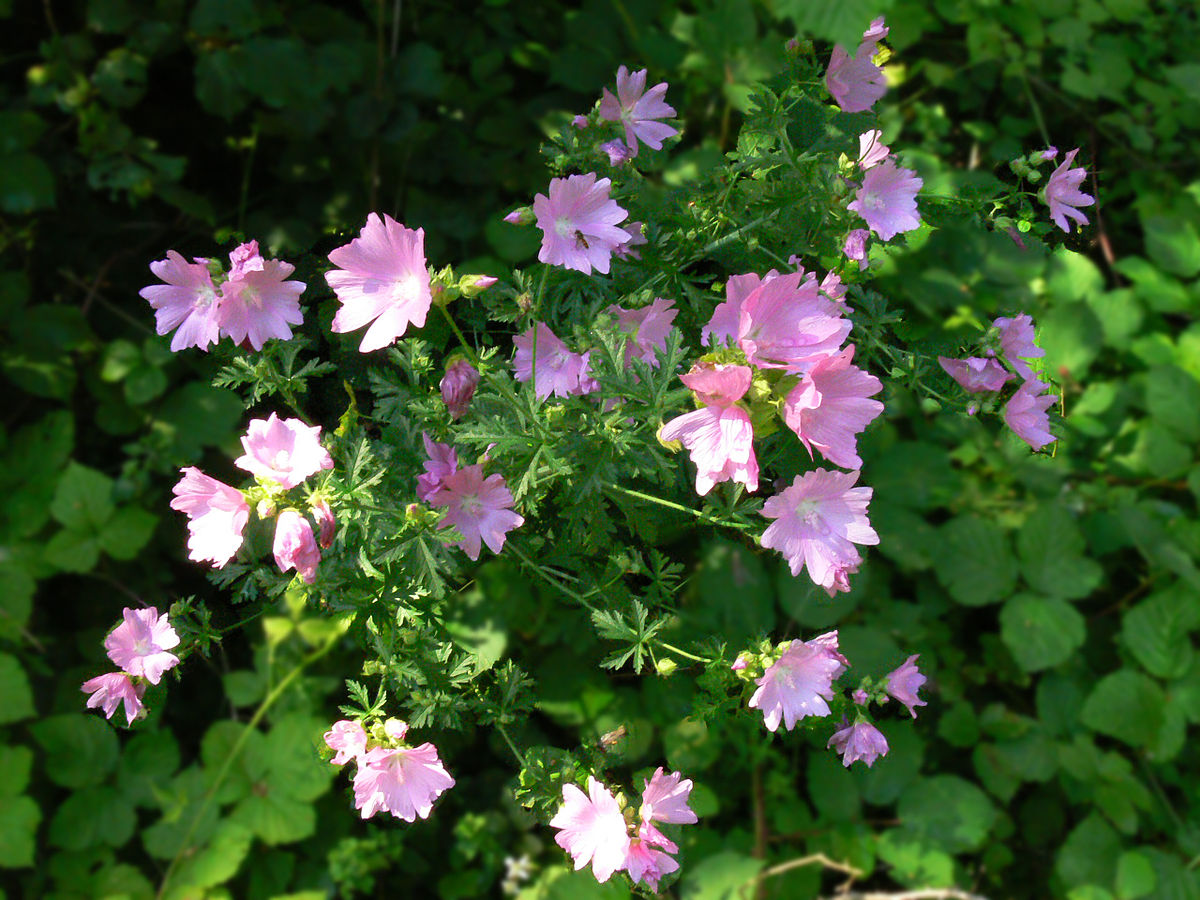 High mallow