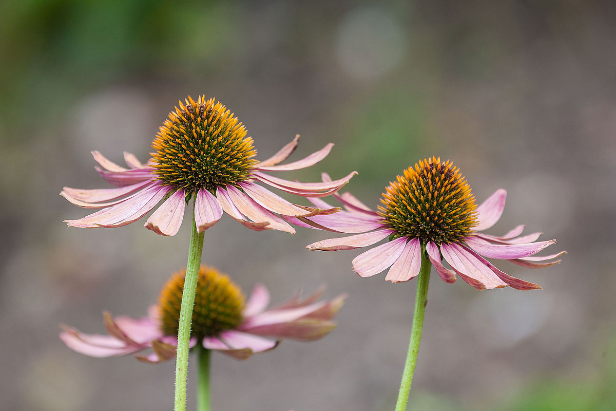 Pale purple coneflower