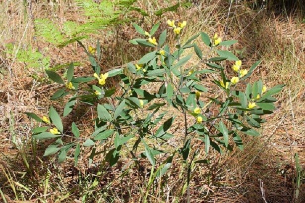 How to care for Gopherweed - Complete Plant Care Guide | PlantSnap ...