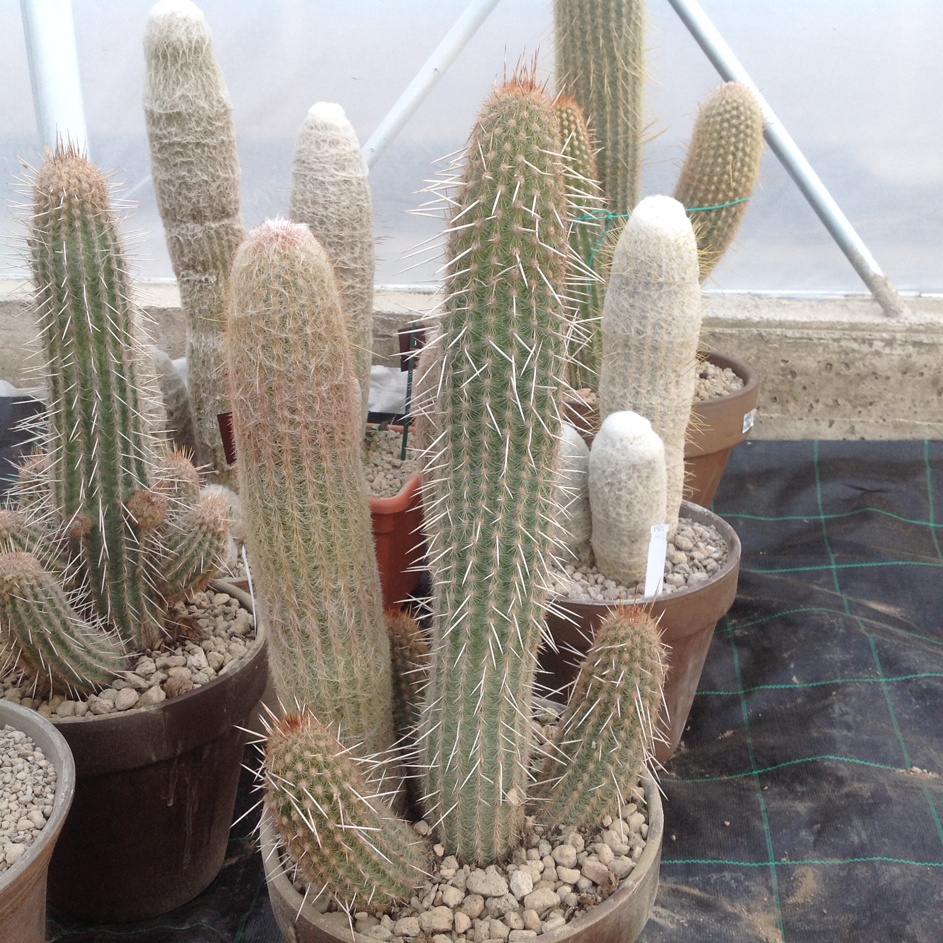 How to care for Old lady cactus - Complete Plant Care Guide | PlantSnap -  Plantsnap - Identify Plants, Trees, Mushrooms With An App