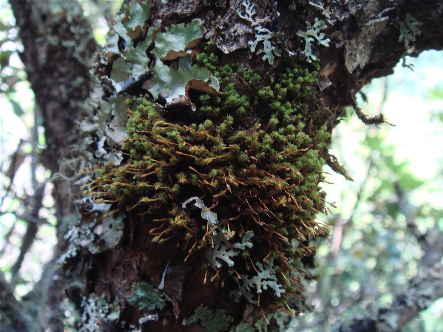 Creeping ulota moss