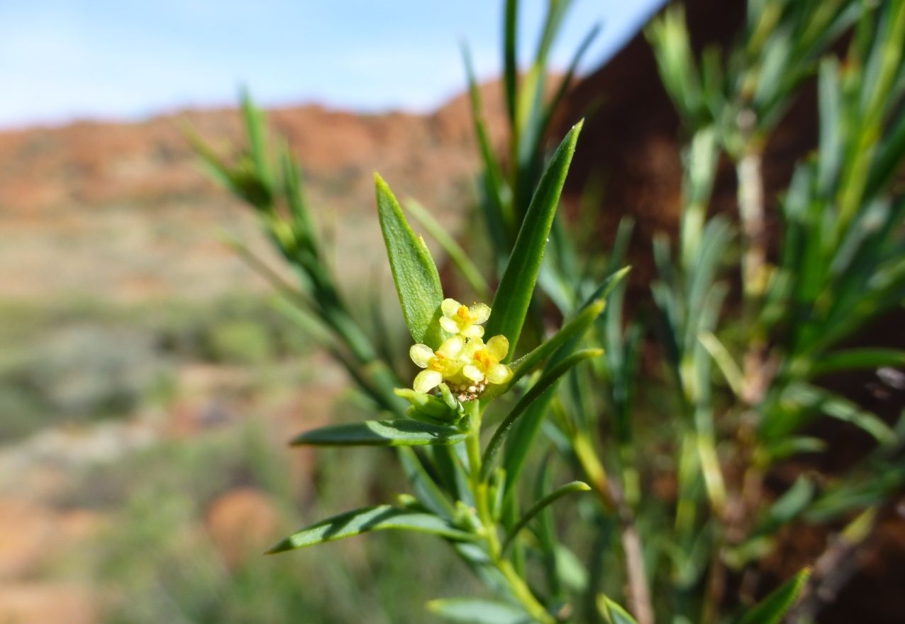 Smooth riceflower