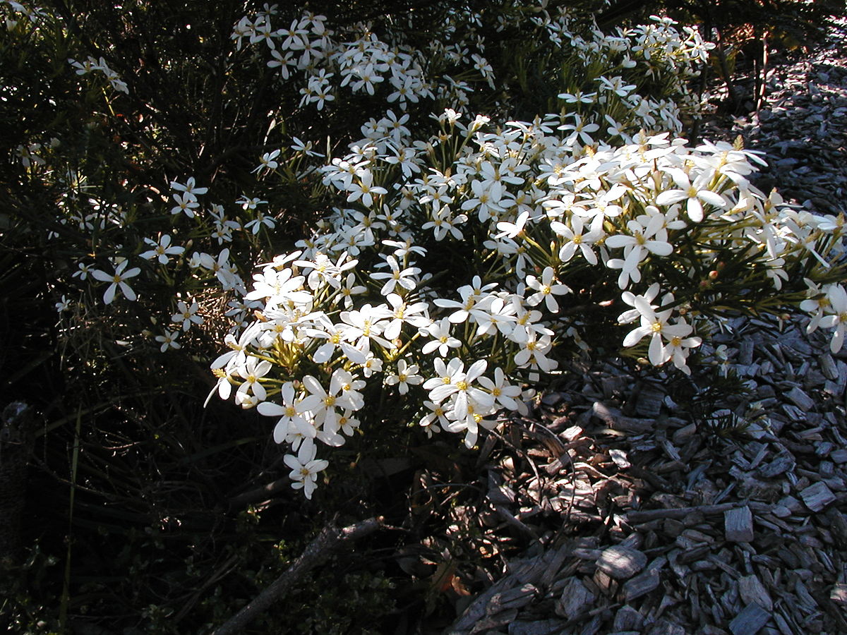 Wedding bush