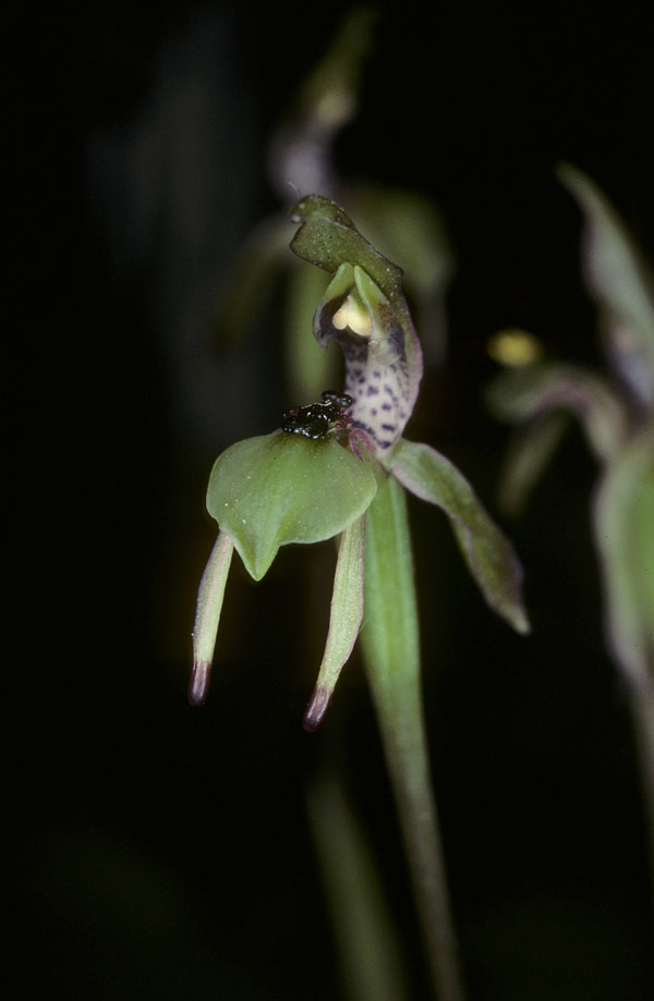Wasp orchid