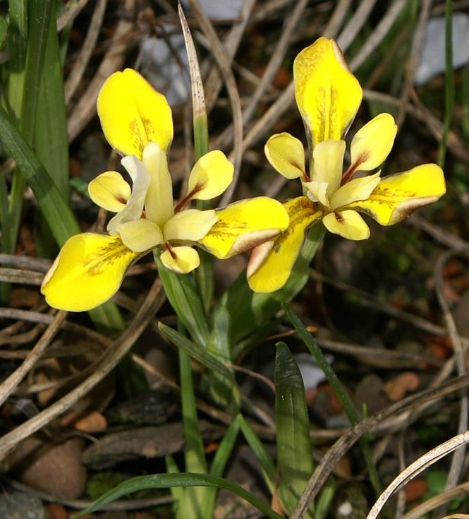Minutaurea iris
