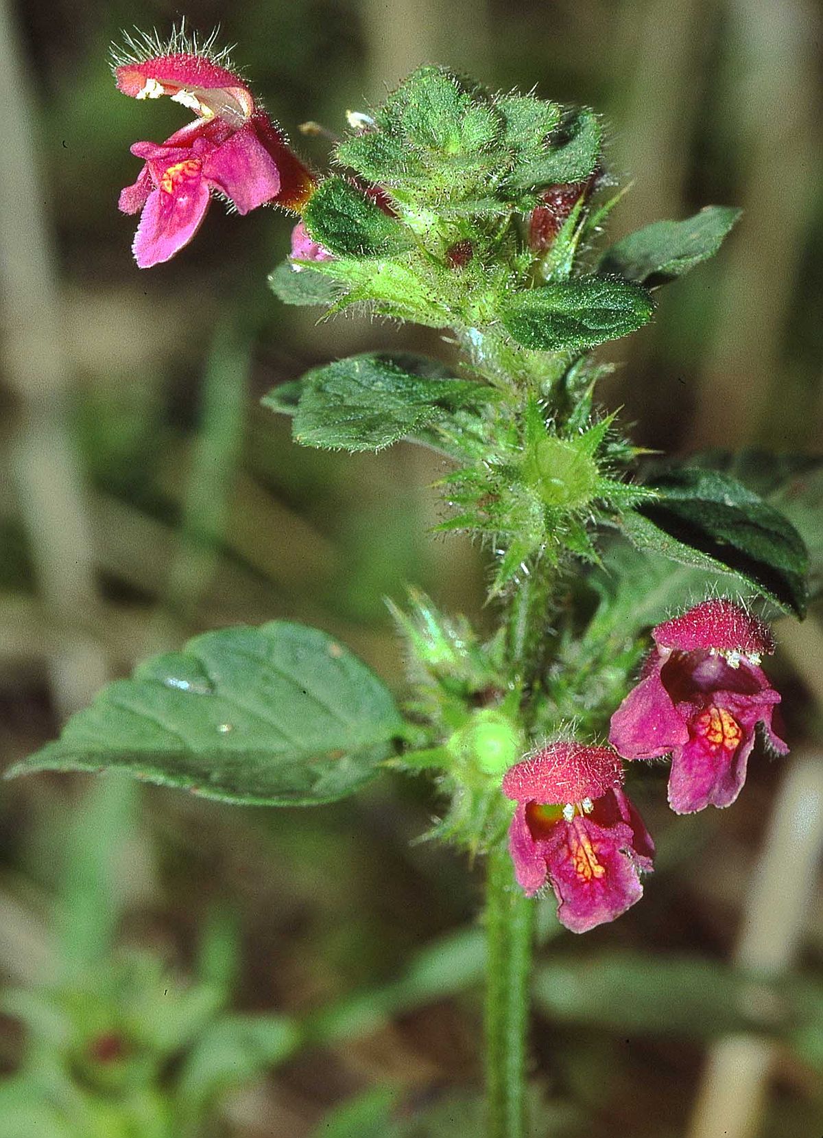 Downy hemp-nettle