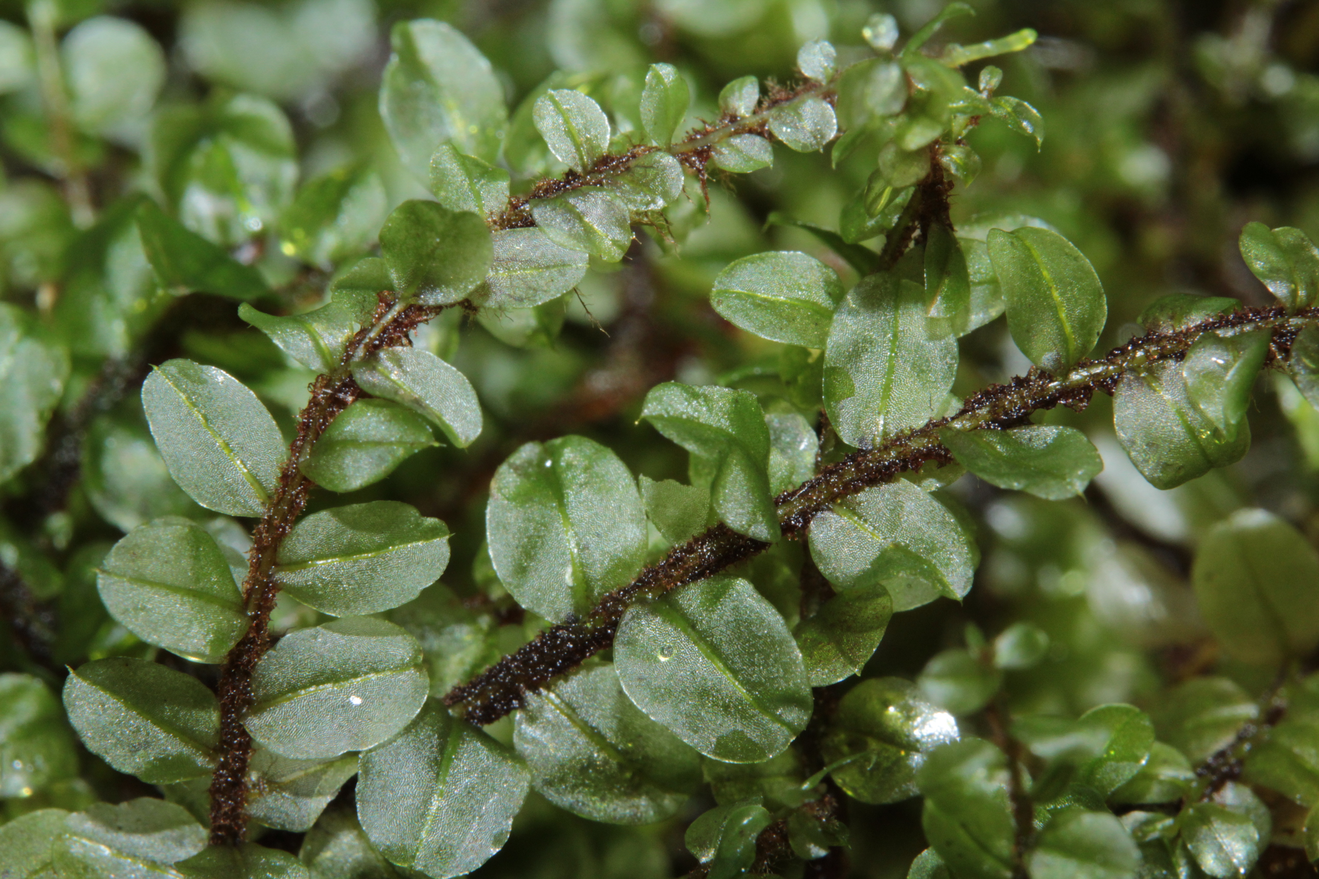 American tree moss