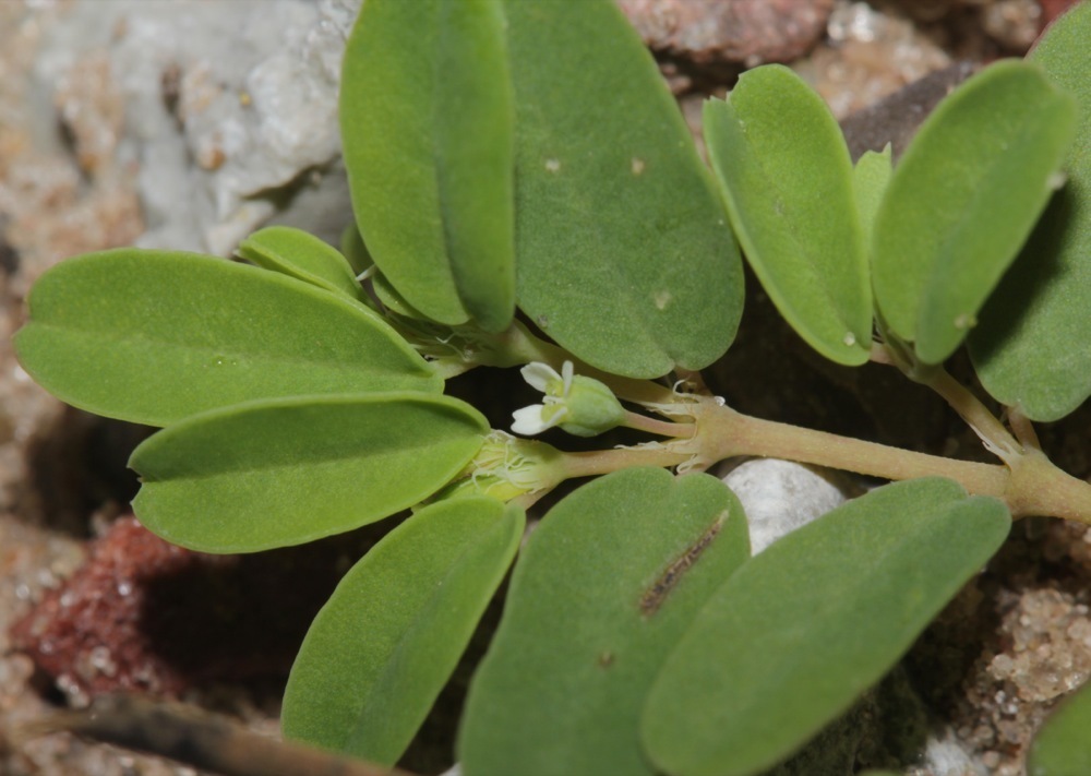 Geyer's spurge