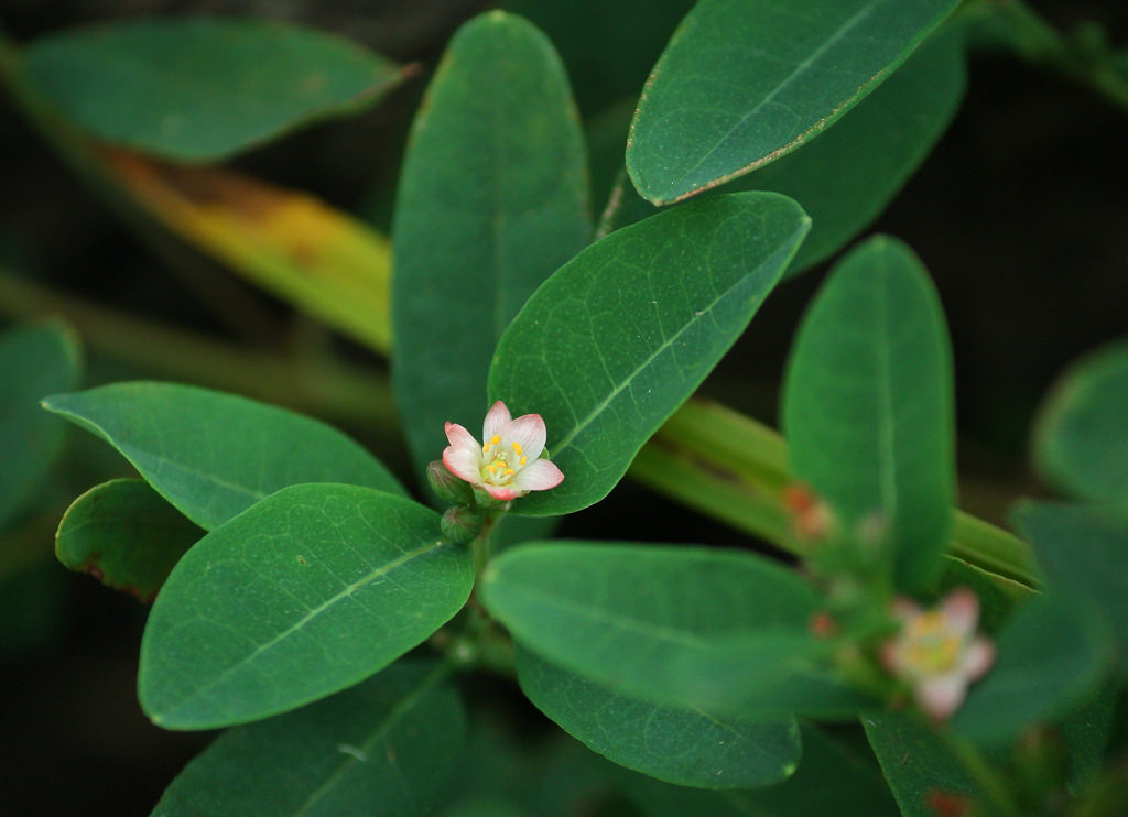 Walter's st. johnswort