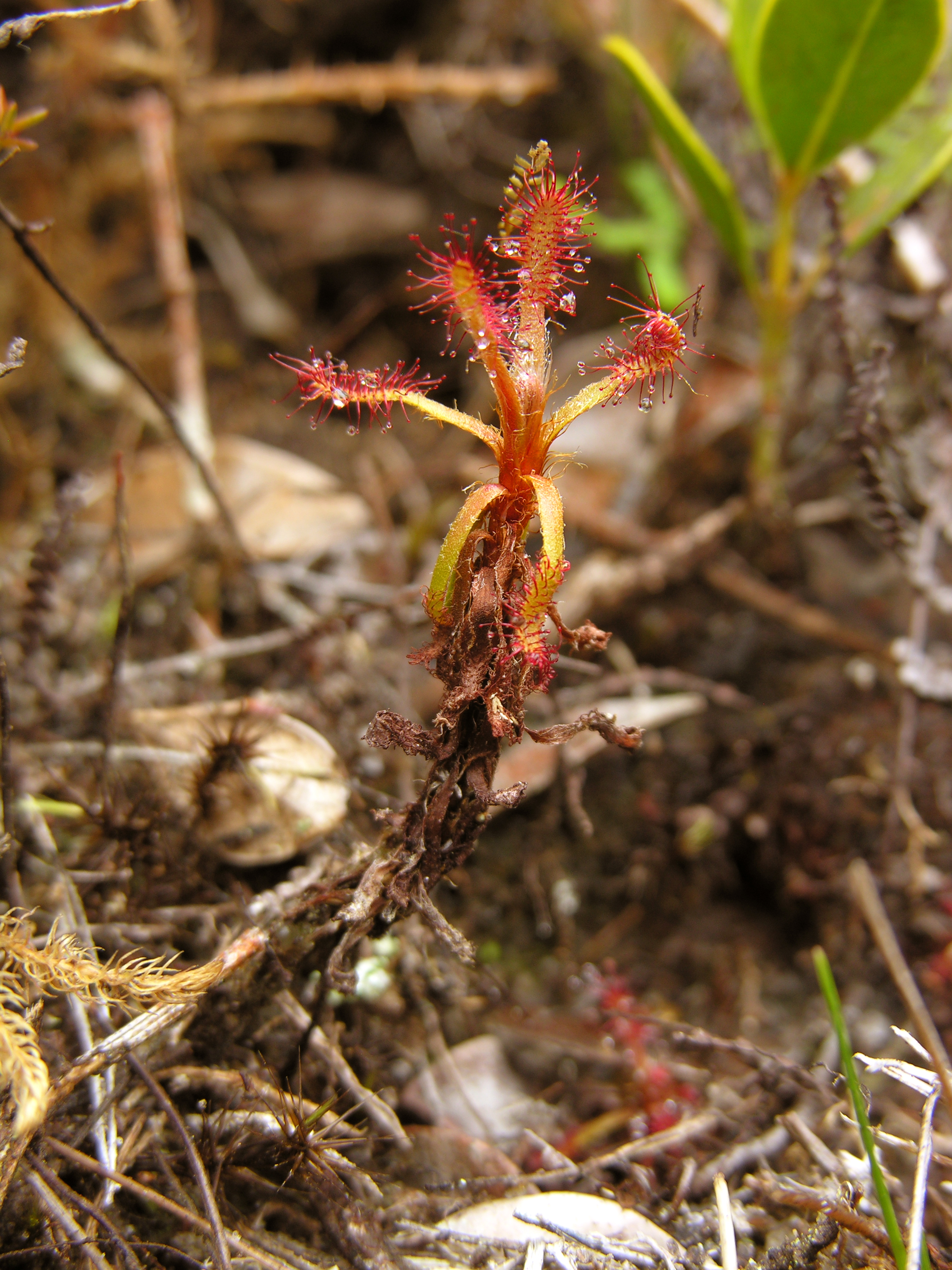 Humbert's sundew