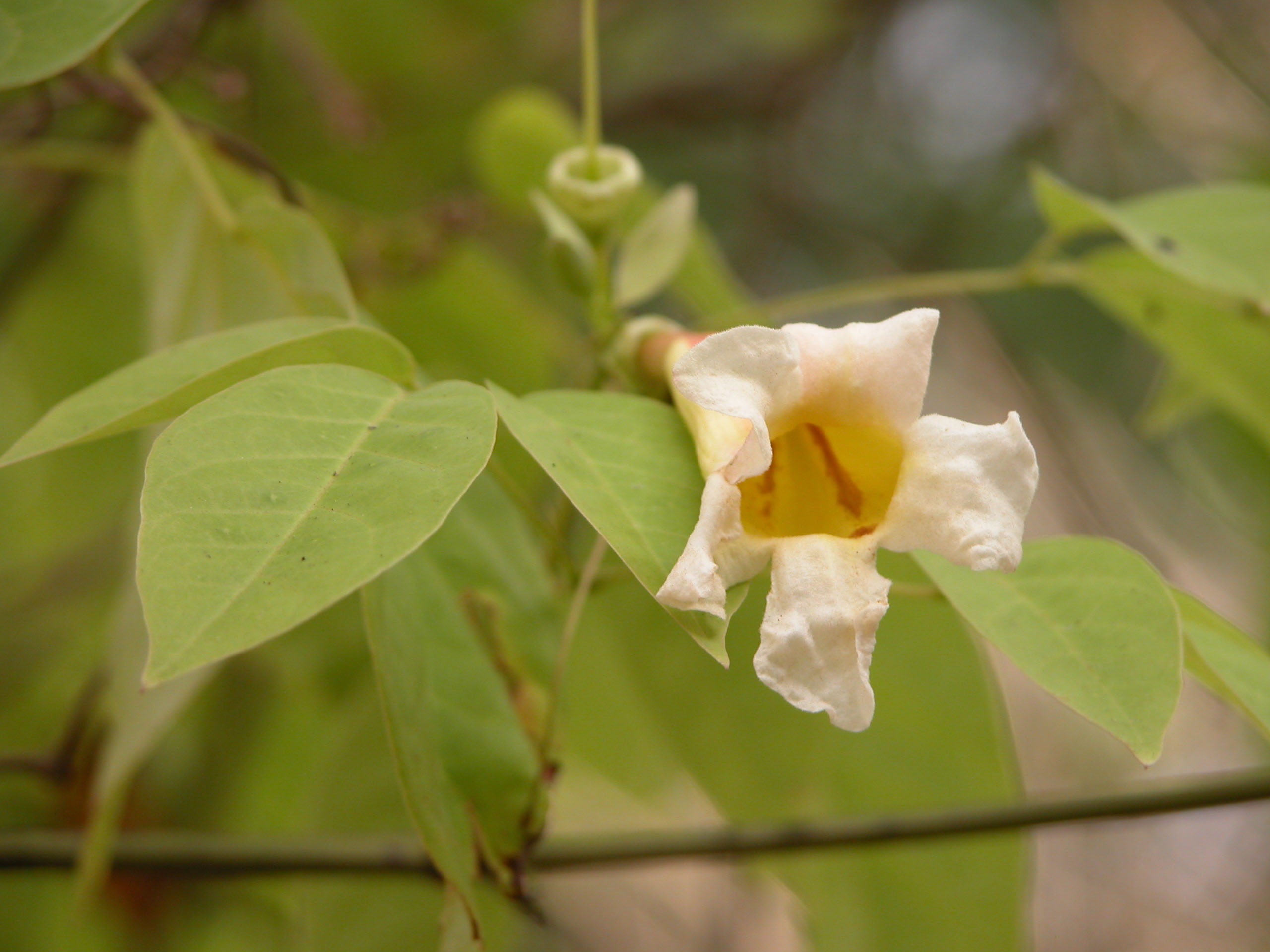 Yellow trumpet vine