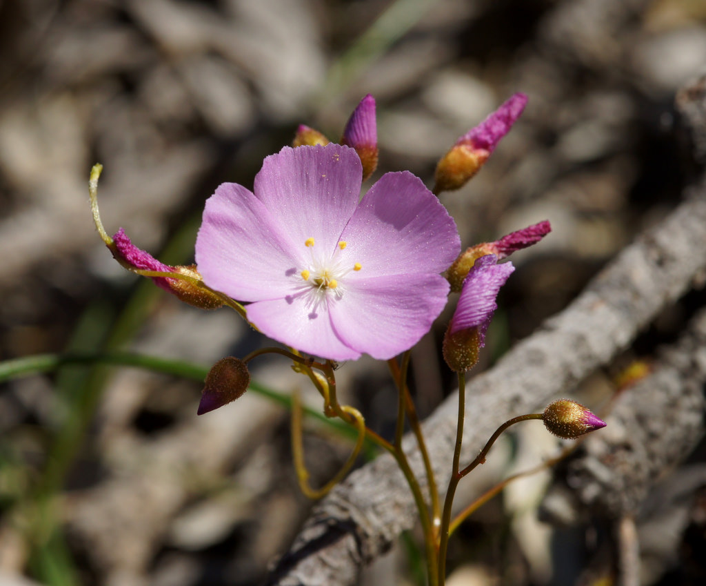 Menzie’s sundew