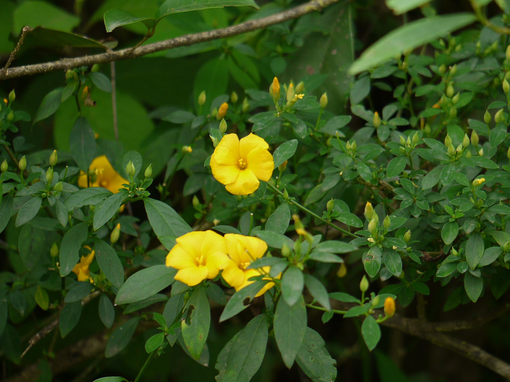 Yellow flax