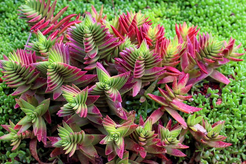 Campfire plant - Plantsnap - Identify Plants, Trees, Mushrooms With An App
